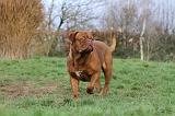 DOGUE DE BORDEAUX 171